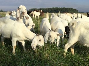 Savanna Goats
