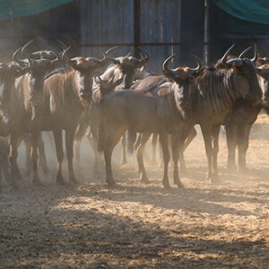 bluewildebeest for sale