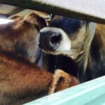cape eastern livestock tanzania 2015 12