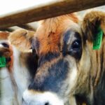 cape eastern livestock tanzania 2015 13