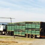 cape eastern livestock tanzania 2015 14