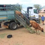 cape eastern livestock tanzania 2015 21
