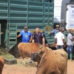 cape eastern livestock tanzania 2015 22