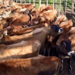cape eastern livestock tanzania 2015 4