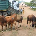 cape eastern livestock tanzania 2015 7