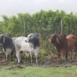 cape eastern livestock zambia 2015 7