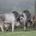 cape eastern livestock zambia 2015 8