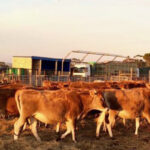 cape eastern livestock cows tanzania 2015