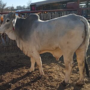 Red Brahman Bulls