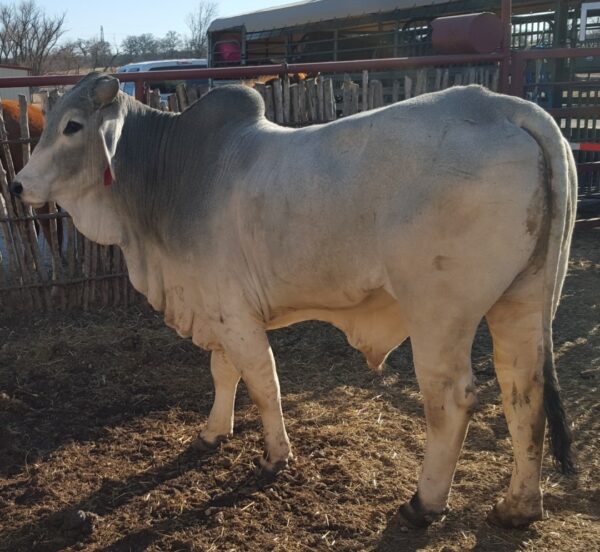 Red Brahman Bulls