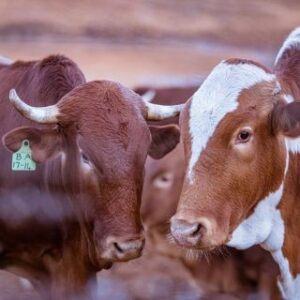 Afrikaner Cattle