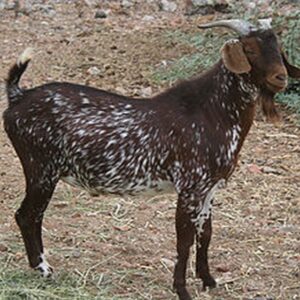 Tankwa Goat