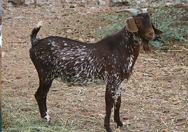 Tankwa Goat