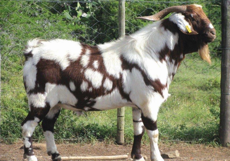 Indigenous Veld Goat | Breedevlei Livestock