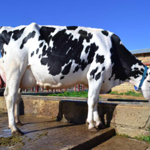 Holstein Friesian Cattle