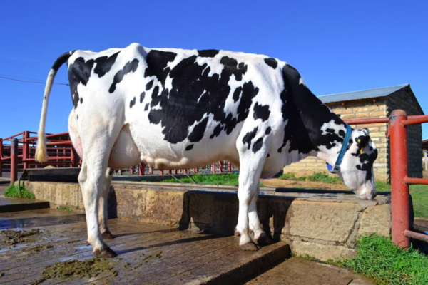 Holstein Friesian Cattle