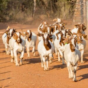 Goats for sale