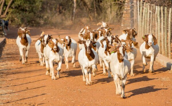 Goats for sale