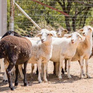 White Head Dorper Sheep ( Ewes / Ram )