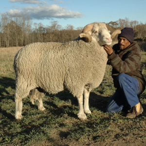 Merino sheep