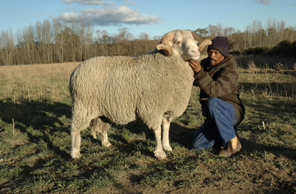 Merino sheep