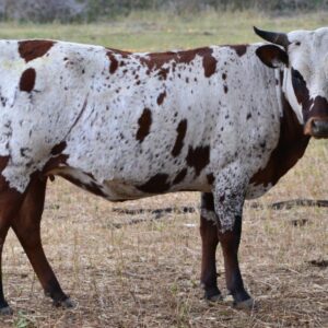 Nguni Cattle