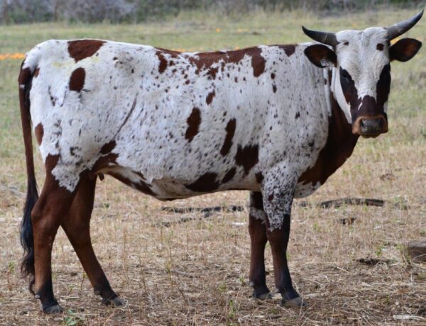 Nguni Cattle