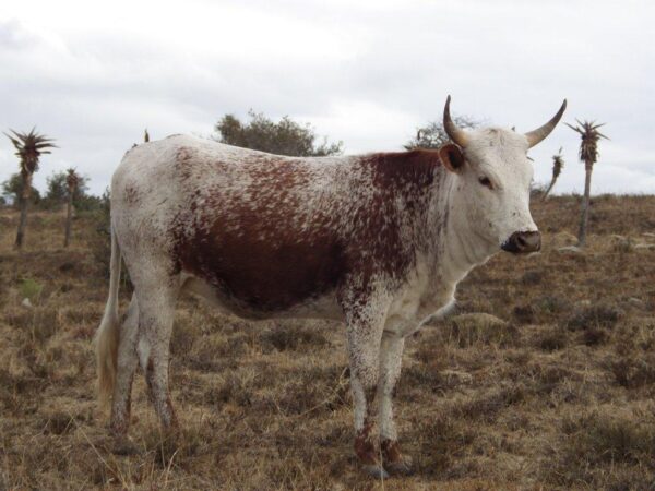 Nguni Cattle - Image 4