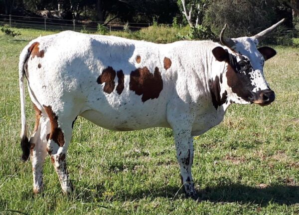Nguni Cattle - Image 3