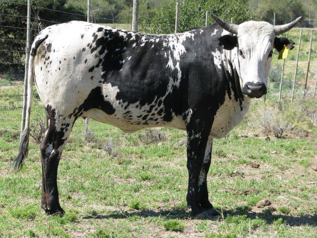 Nguni Cattle