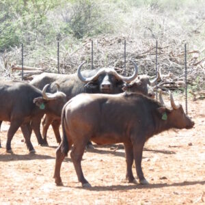 1 year old buffalo bulls for sale