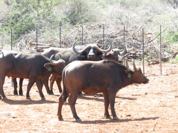 1 year old buffalo bulls for sale