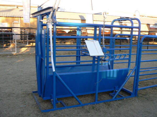 cattle scale