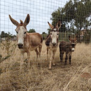 baby donkey