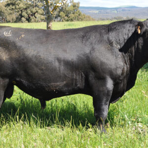 angus-cattle for sale