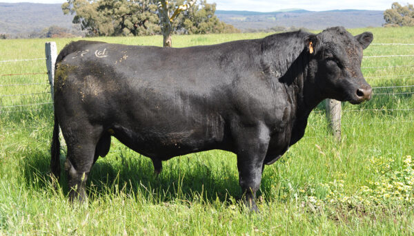 angus-cattle for sale