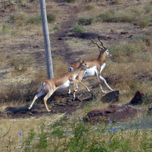 Black Buck Antelope
