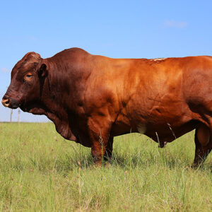 bonsmara cattle for sale