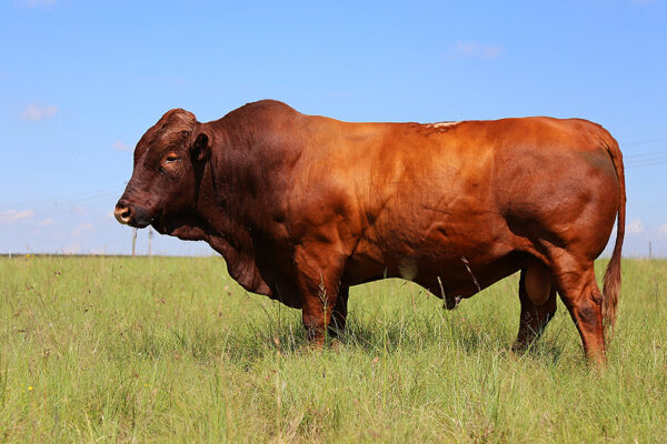 bonsmara cattle for sale