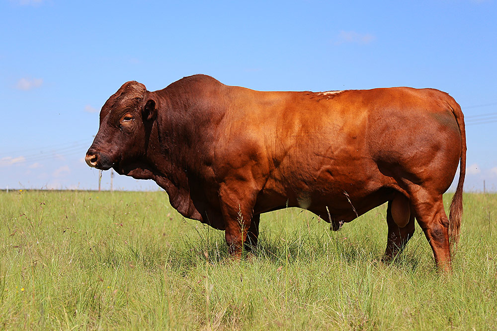 Bonsmara Cattle | Breedevlei Livestock