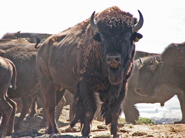 Buffalo