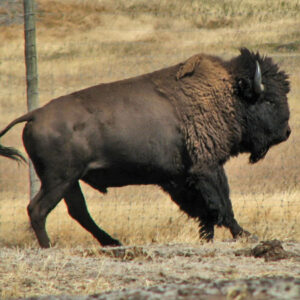 Buffalo