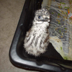 Ostrich Chicks - Day Old