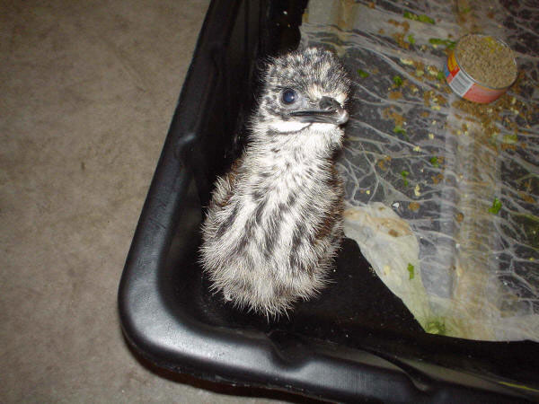 Emu