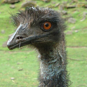 Emu