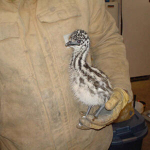 Ostrich Chicks