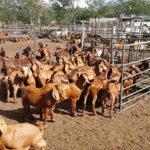 Kalahari Red Goats