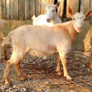 Golden Guernsey Goat