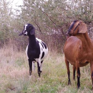 nubian goat for sale