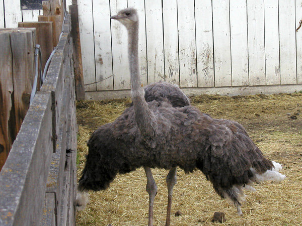 Ostrich